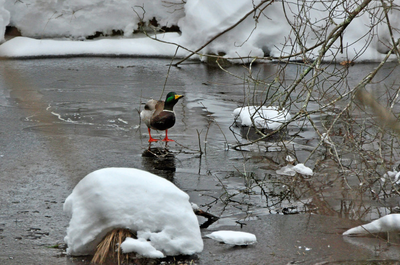 duck standing on ice at Destruction Brook Woods