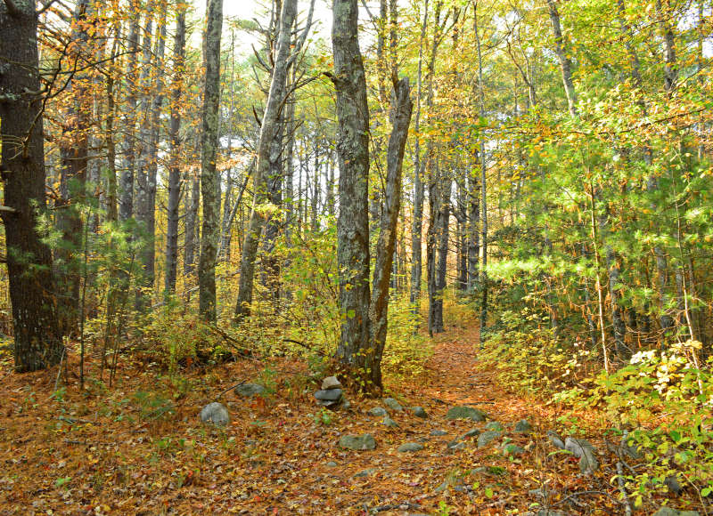 trail through woods at East Over Reservation