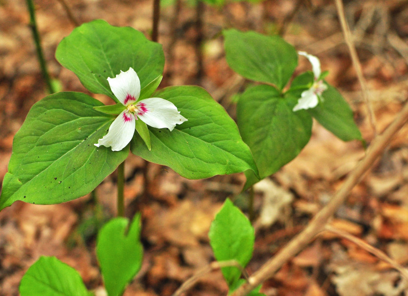 trillium flower growing at Flora B. Peirce Nature Trail