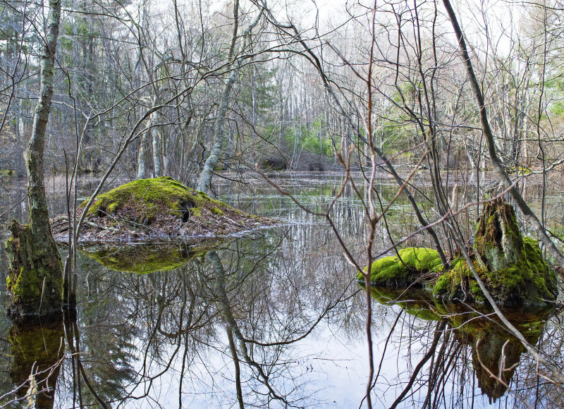 pond at Flora B. Peirce Nature Trail in New Bedford