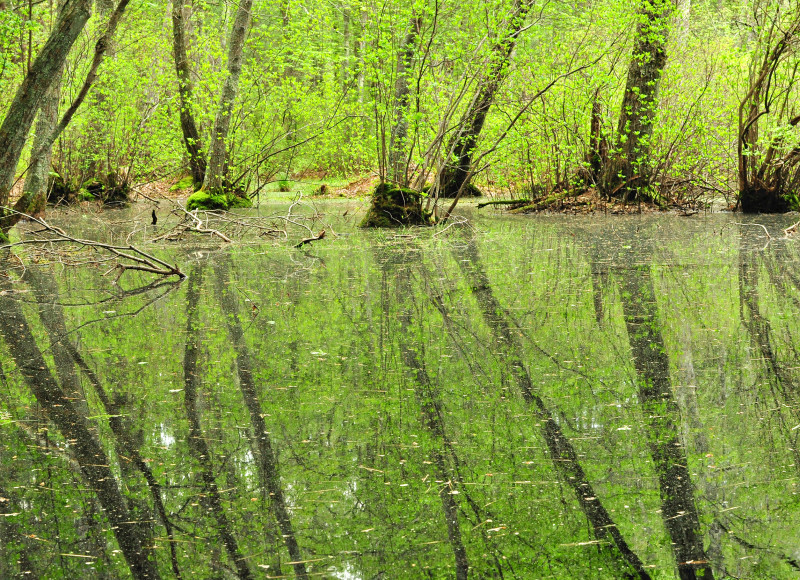 pond at Flora B. Peirce Nature Trail in New Bedford