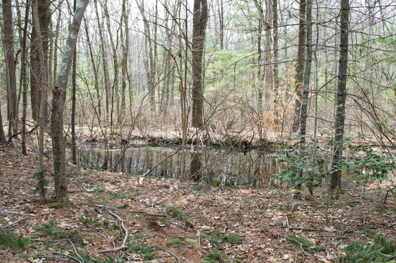 vernal pool at Flora B. Peirce Nature Trail in New Bedford