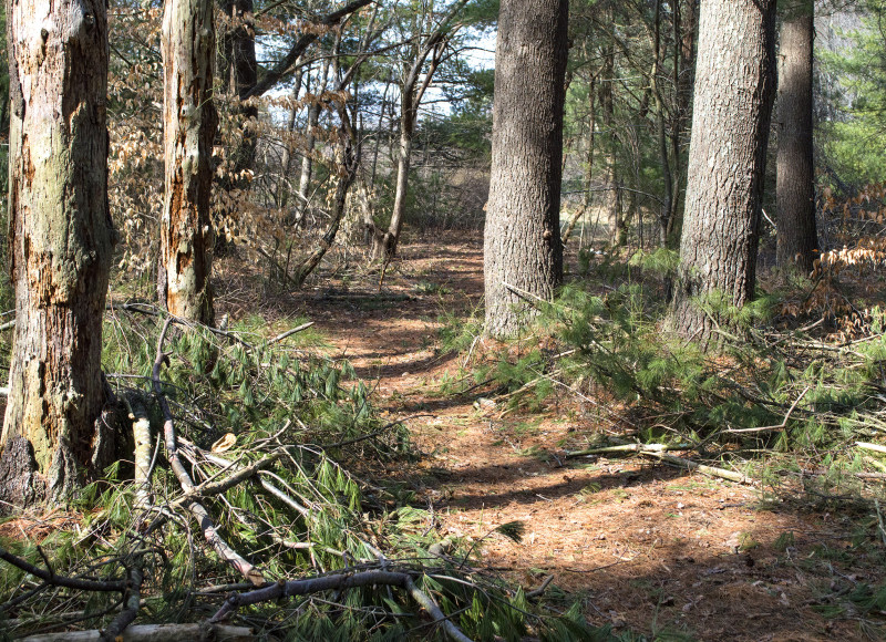 trail through the woods at Flora B. Peirce Nature Trail in New Bedford