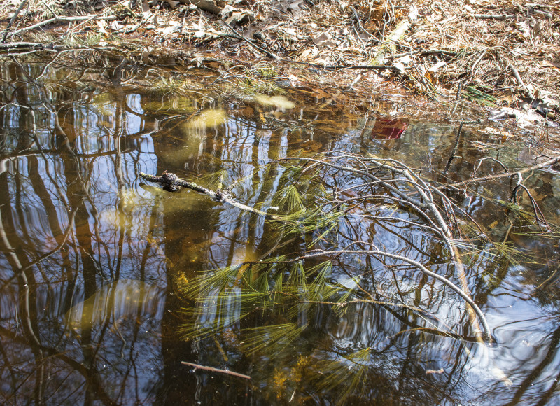 frog and salamander eggs in the vernal pool at Flora B. Peirce Nature Trail in New Bedford