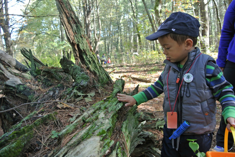 a young boy exploring a fallen tree at Flora B. Peirce Nature Trail in New Bedford