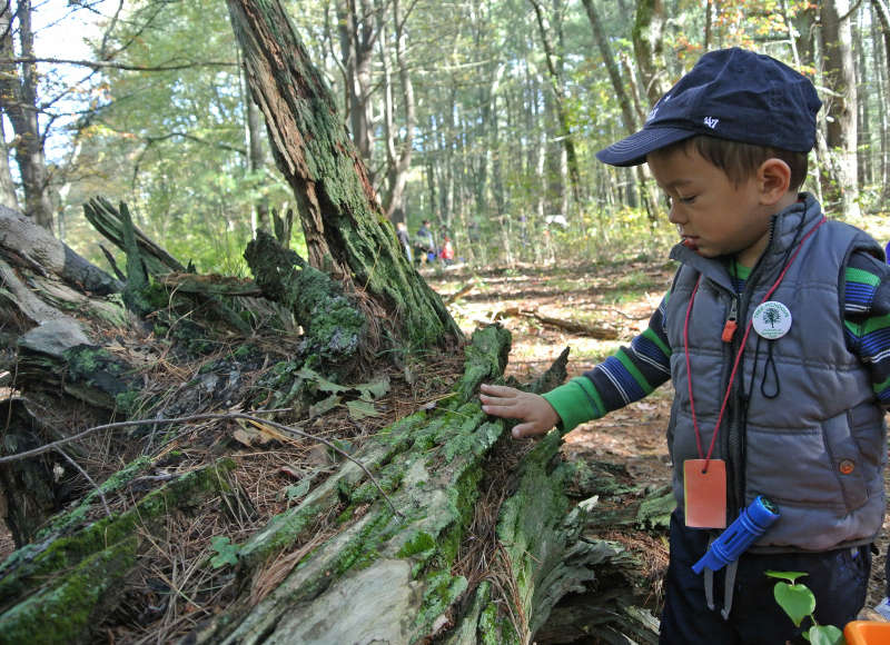 a young boy exploring a fallen tree at Flora B. Peirce Nature Trail in New Bedford