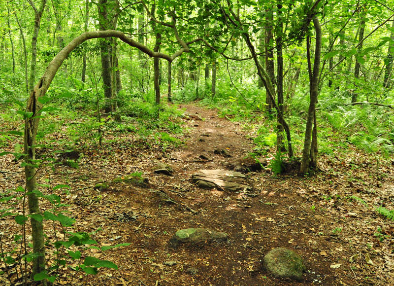rocks on the trails at Frank Knowles Little River Reserve in Dartmouth