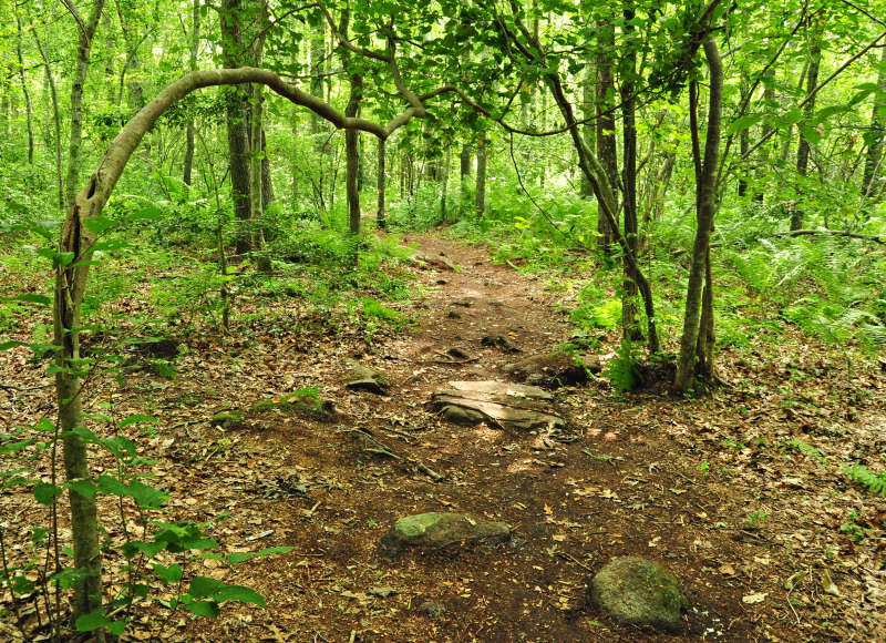 rocks on the trails at Frank Knowles Little River Reserve in Dartmouth