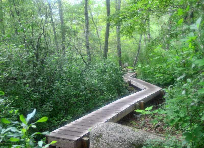 boardwalk through the woods at Frank Knowles Little River Reserve in Dartmouth