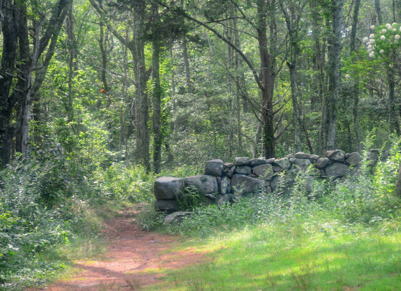 stone wall in the woods at Frank Knowles Little River Reserve in Dartmouth