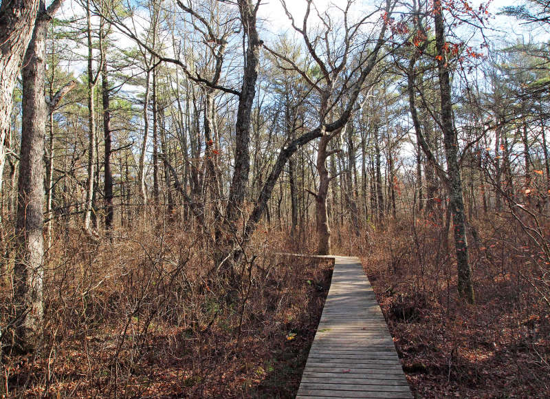 bog boards on the trails at East Over Reservation Hales Brook and Sippican River Tracts