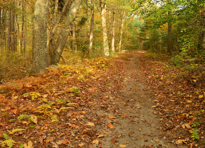 trail through the woods at LaPalme Farm in autumn