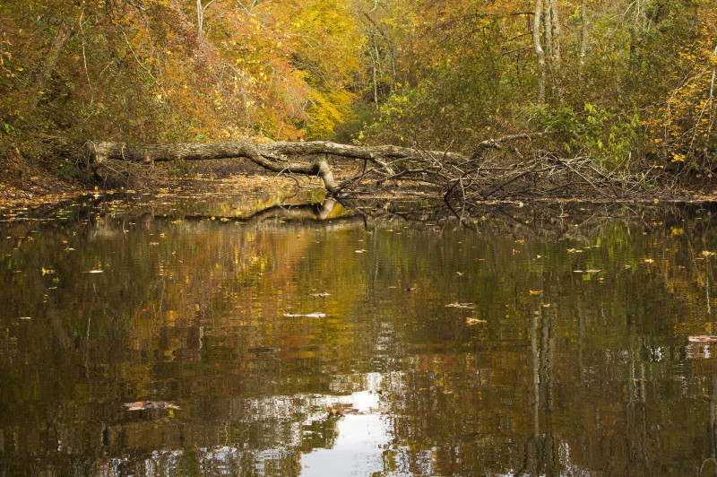 fallen tree on Acushnet River in autumn