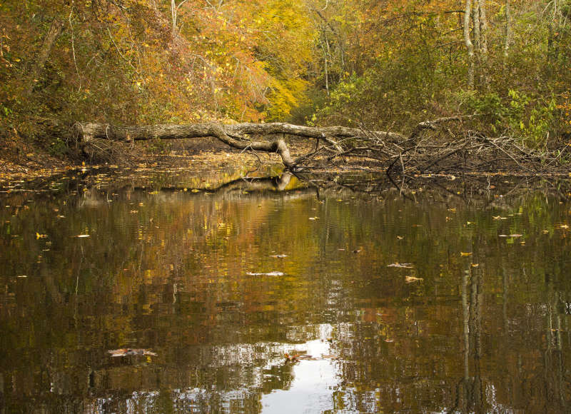 fallen tree on Acushnet River in autumn