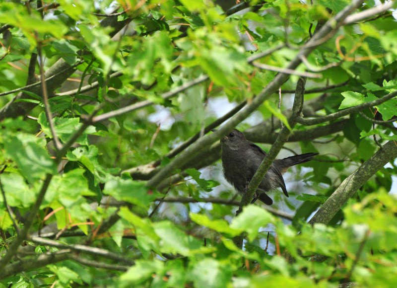 songbird in trees at LaPalme Farm