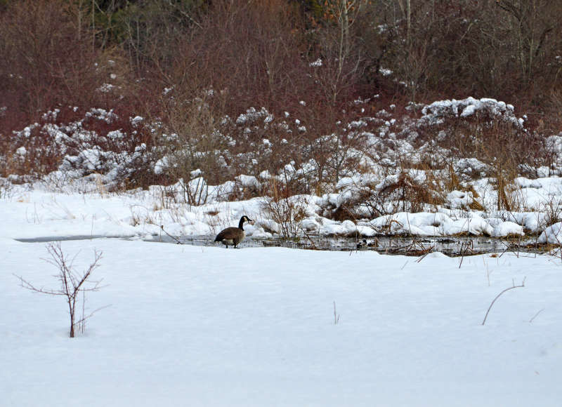 Canada goose at LaPalme Farm in winter
