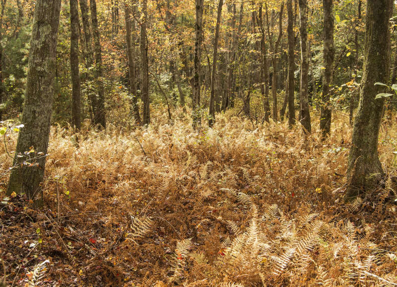 ferns in autumn forest at LaPalme Farm