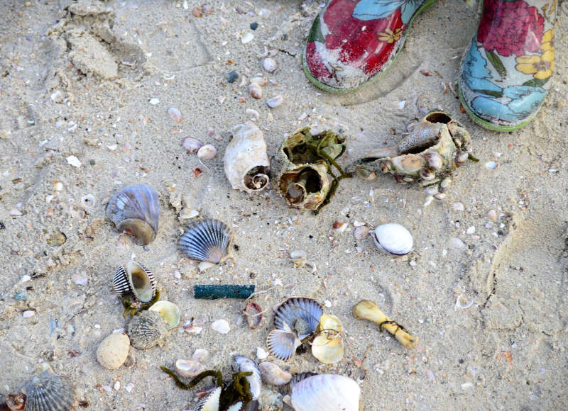 a pile of shells in the sand at Little Harbor Beach in Wareham