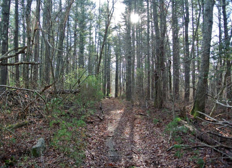 trail through pine trees in Acushnet