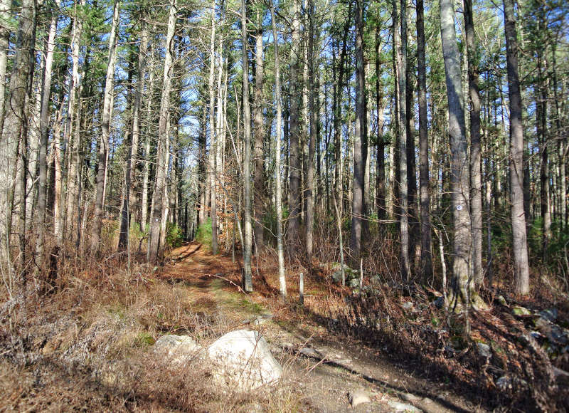 trail through pine trees in Acushnet
