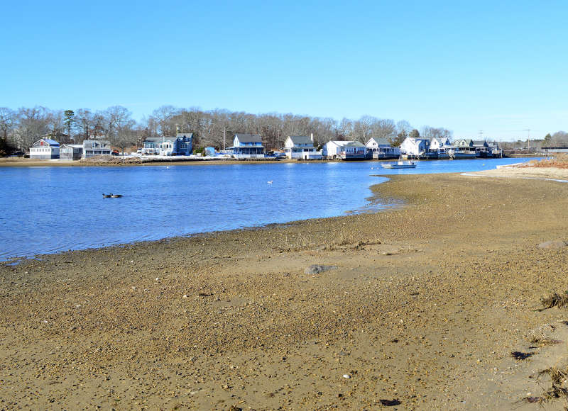geese and birds on Broad Cove in Wareham
