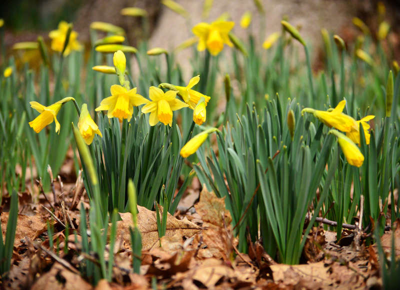daffodils at Parsons Reserve in Dartmouth