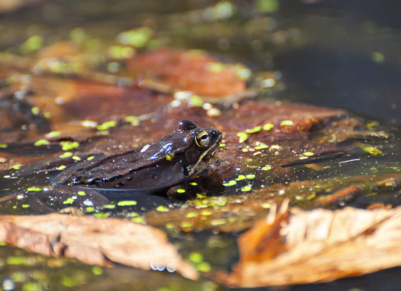 a frog on the surface of a vernal pool at Parsons Reserve in Dartmouth