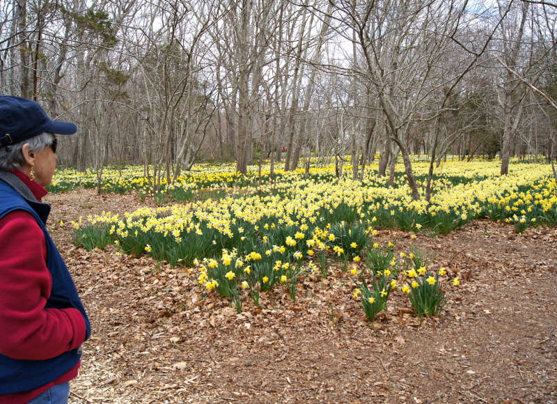 a woman standing in the daffodil field at Parsons Reserve in Dartmouth