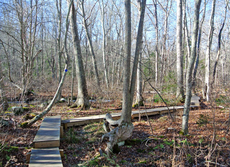 boardwalk trail through the woods at Parsons Reserve in Dartmouth