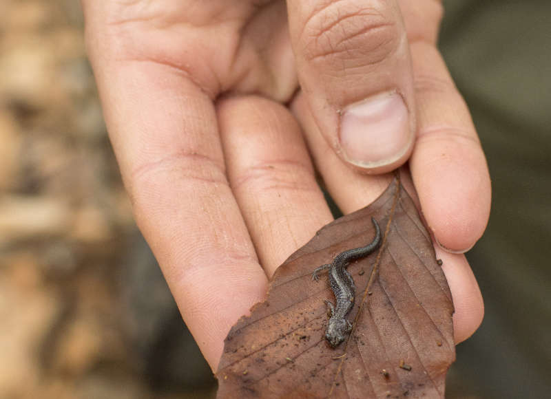 a hand holds a leaf with a small salamander on top