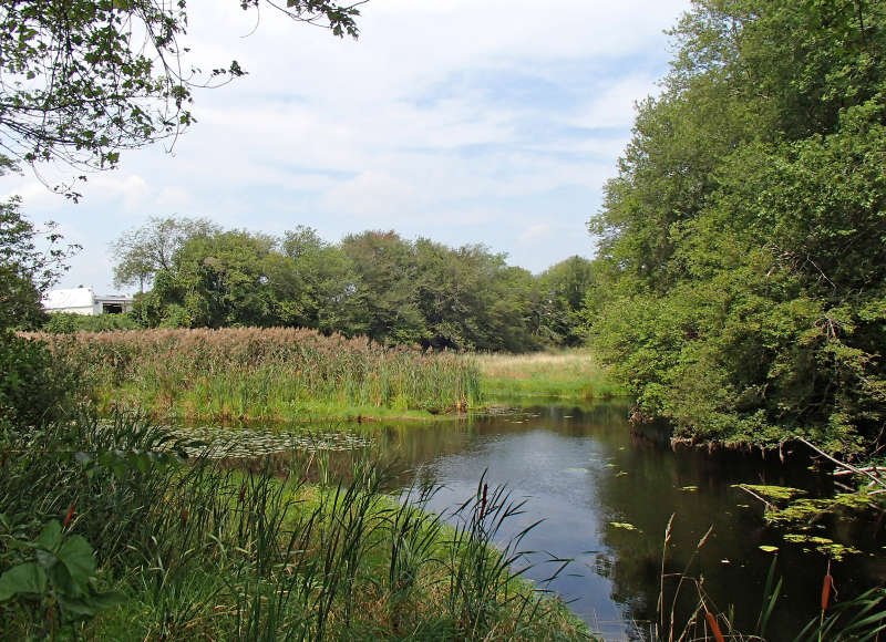 freshwater marsh along the Paskamansett River in Dartmouth