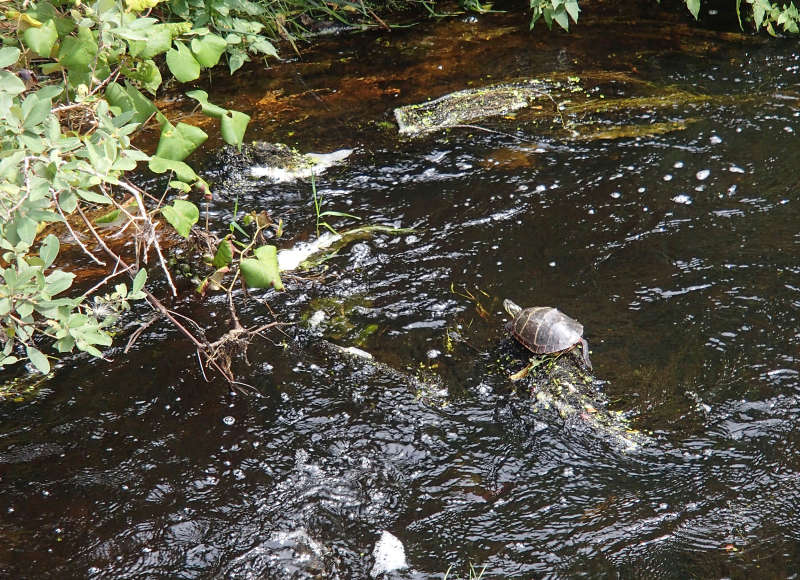 turtle sunning itself on a log in the Paskamansett River in Dartmouth