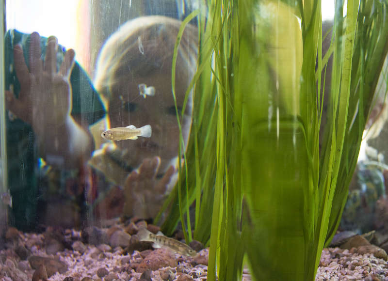 kids look through fish tanks at fish