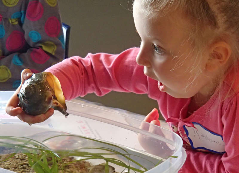 a girl holding up a whelk in amazement