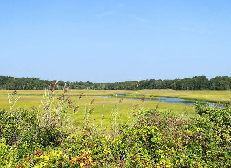 salt marsh next to Round Hill Beach in Dartmouth