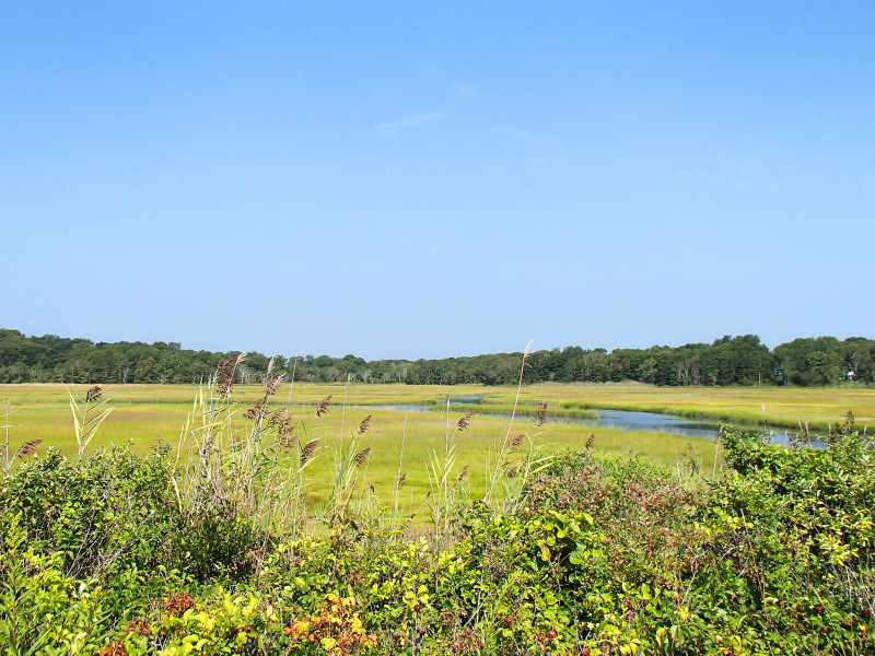 salt marsh next to Round Hill Beach in Dartmouth