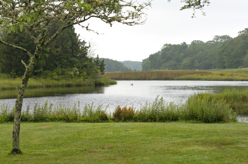 ducks land on the Slocums River in Dartmouth