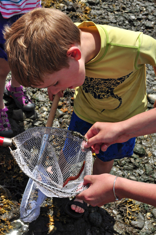 a boy looks at a worm in a net on Seaview Avenue Beach in Fairhaven