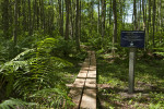 boardwalk trail through ferns and forest