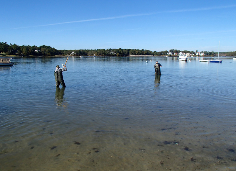 two people quahogging at Shell Point Beach