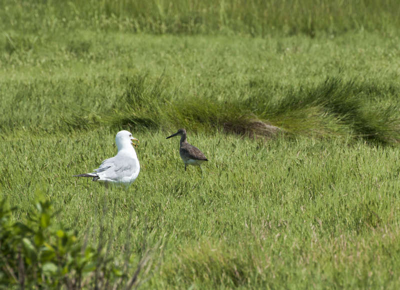 a gull and a willet in the marsh grass at Shining Tides Beach in Mattapoisett