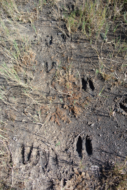 deer tracks in the mud at Shipyard Farm in Fairhaven