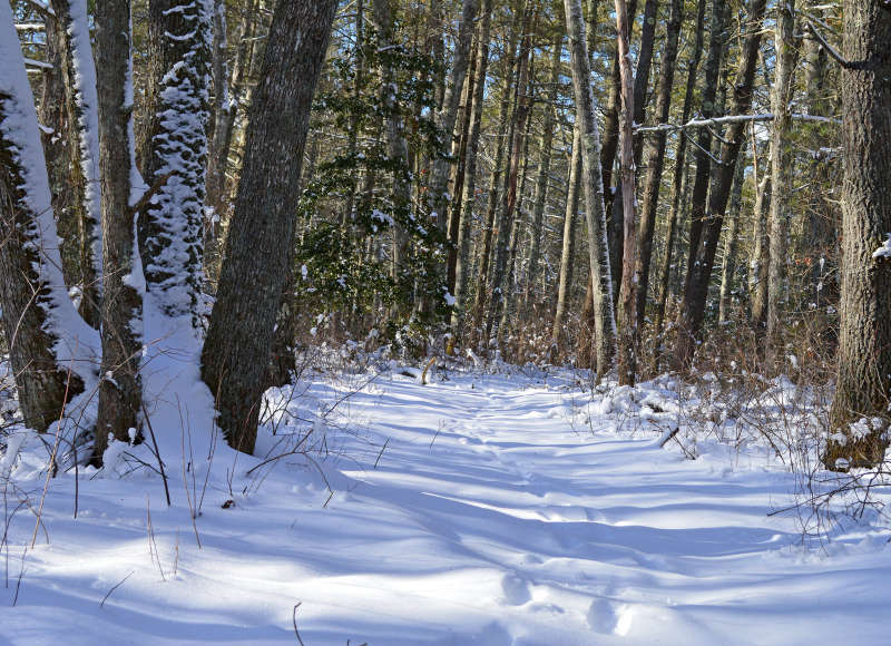 snowy trail through the woods at Shoolman Preserve