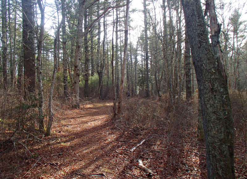 trail through the woods at Shoolman Preserve