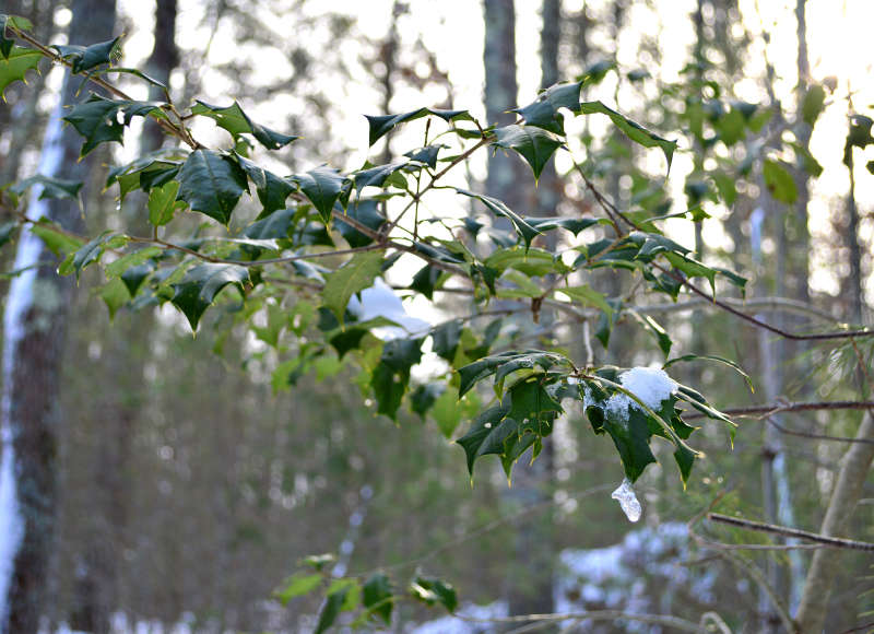 snow on the leaves of a holly tree