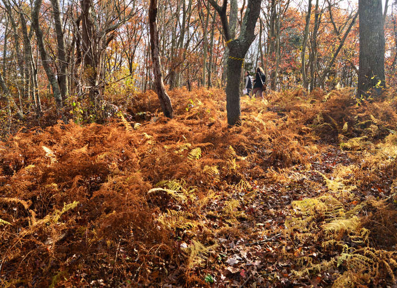 two women walk along the trail through ferns at The Sawmill in Acushnet