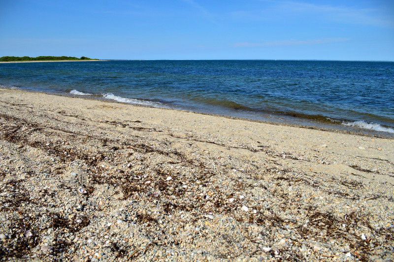 shells along the beach at West Island Town Beach in Fairhaven