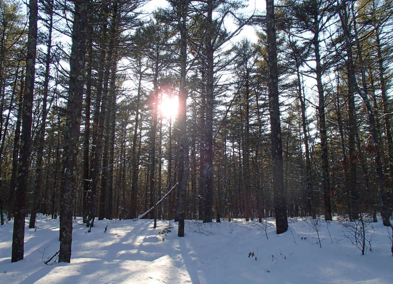 snowy forest in Wareham