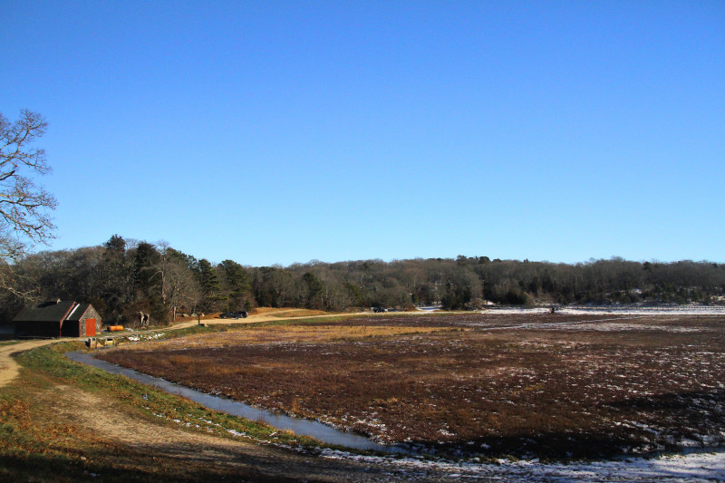 cranberry bog at Wing Pond Woods in Falmouth