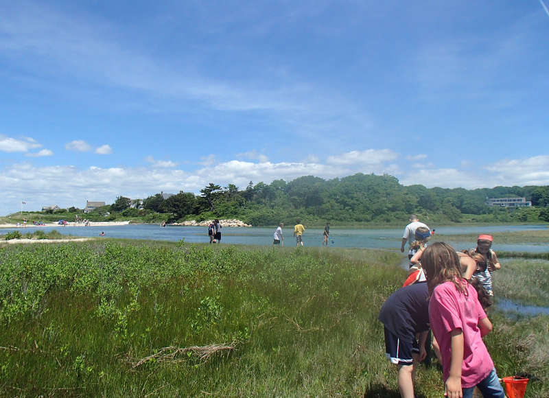 kids explore Little Sippewissett Marsh in Falmouth